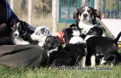 Peta and her seven babies